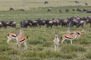 Naklejka na ściany i meble Thomson's gazelle Serengeti National Park Tanzania Africa
