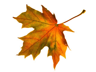 Autumn yellow maple leaf isolated on white