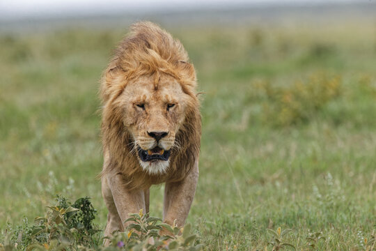 Adult male lion Serengeti National Park Tanzania Africa