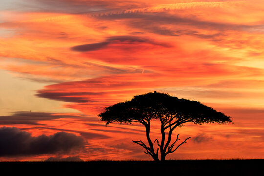 Acacia tree at sunset Serengeti National Park Tanzania Africa