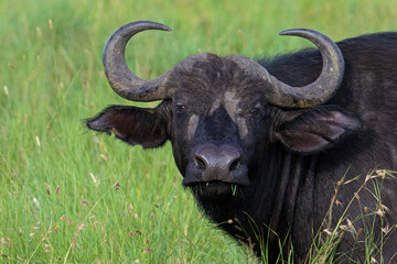 Africa Tanzania Serengeti National Park portrait of a Cape Buffalo.