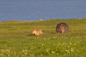 Africa Tanzania Ngorongoro Crater. A Hippopotamus chasing a lioness that got too close.