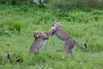 Africa Tanzania Ndutu. Two Cheetah cubs playing. They are about a year old. An enlargement shows many flies around the cubs.