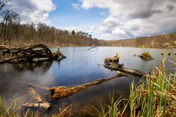 Fototapeta na wymiar Lake in the woods of Brandenburg, Germany 