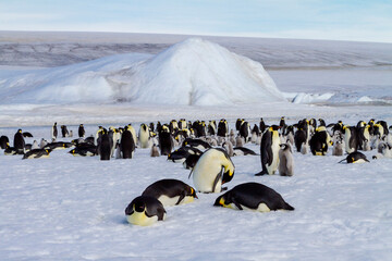 Antarctica Snow Hill. The emperor penguin rookery is on the pack ice near Snow Hill. © Danita Delimont