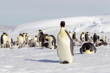 Antarctica Snow Hill. The emperor penguin rookery is on the pack ice near Snow Hill. © Danita Delimont