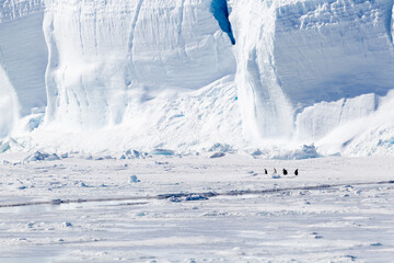 Antarctica Snow Hill. A small group of emperor penguins stand on the pack ice while being dwarfed by an iceberg. © Danita Delimont
