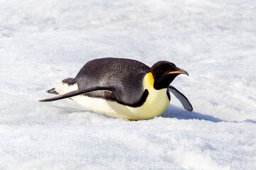 Antarctica Snow Hill. An emperor penguin propels itself on its belly with its feet to conserve energy. © Danita Delimont