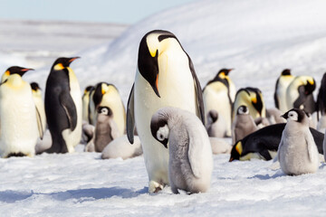 Fototapeta na wymiar Antarctica Snow Hill. An emperor penguin chick bows its head after begging for food from an adult.