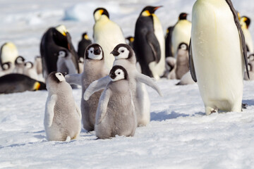 Antarctica Snow Hill. A group of emperor penguin chicks huddle together while flapping their wings.