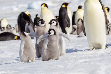Fototapeten Antarctica Snow Hill. A group of emperor penguin chicks huddle together while flapping their wings. © Danita Delimont