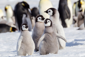 Antarctica Snow Hill. A group of emperor penguin chicks huddle together while flapping their wings. - obrazy, fototapety, plakaty