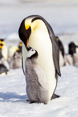 Antarctica Snow Hill. An emperor penguin chick interacts with its parent hoping to get fed.