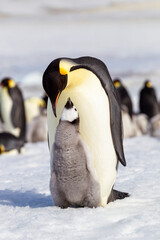 Antarctica Snow Hill. An emperor penguin chick interacts with its parent hoping to get fed. © Danita Delimont