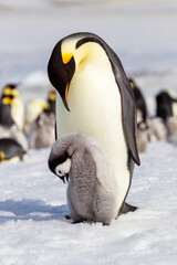 Fototapeta na wymiar Antarctica Snow Hill. An emperor penguin chick interacts with its parent hoping to get fed.