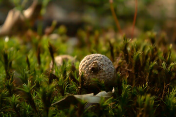 acorn on moss