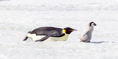 Fototapeta na wymiar Antarctica Snow Hill. A chick followed by an adult walks through the snow.