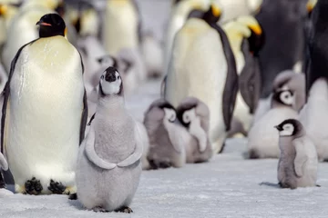 Zelfklevend Fotobehang Antarctica Snow Hill. A group of emperor penguin chicks stand together waiting for their parent's return from the sea. © Danita Delimont