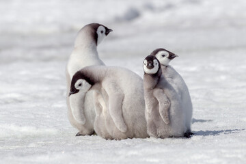 Antarctica Snow Hill. A group of emperor penguin chicks move from one area of the rookery to another while searching for their parents.