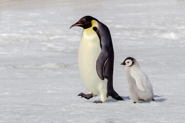 Fototapeta na wymiar Antarctica Snow Hill. A chick follows an adult through the snow.