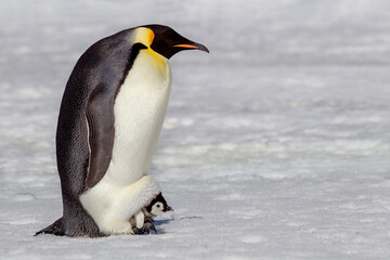 Fototapeta na wymiar Antarctica Snow Hill. A very small chick sits on its parent's feet.
