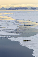Antarctica Snow Hill. A group of emperor penguins huddle together at the edge of the sea ice before going into the water.