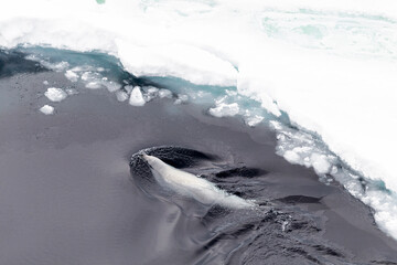 Antarctica Snow Hill. A crabeater seal patrols the edge of the ice pack.