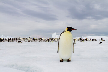 Antarctica Snow Hill. A single adult emperor penguin stands in front of the colony.