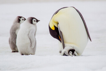 Antarctica Snow Hill. An adult preens which the chick tries to stay on its parents' feet.