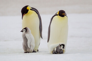Antarctica Snow Hill. A very small chick sits on its parent's feet next to an older chick standing with its parent. © Danita Delimont