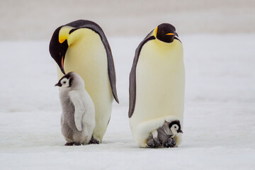 Antarctica Snow Hill. A very small chick sits on its parent's feet next to an older chick standing with its parent. © Danita Delimont