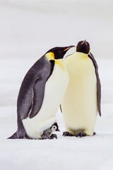 Antarctica Snow Hill. A very small chick sits on its parent's feet while an older chick stands by. © Danita Delimont