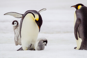 Antarctica Snow Hill. A very small chick has left feet and the warmth of the adult.