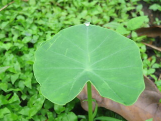 waterdrop on leaf