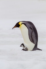 Fototapeta na wymiar Antarctica Snow Hill. A very small chick sits on its parent's feet while an older chick stands by.