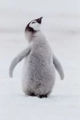 Poster Antarctica Snow Hill. Portrait of a penguin chick. © Danita Delimont