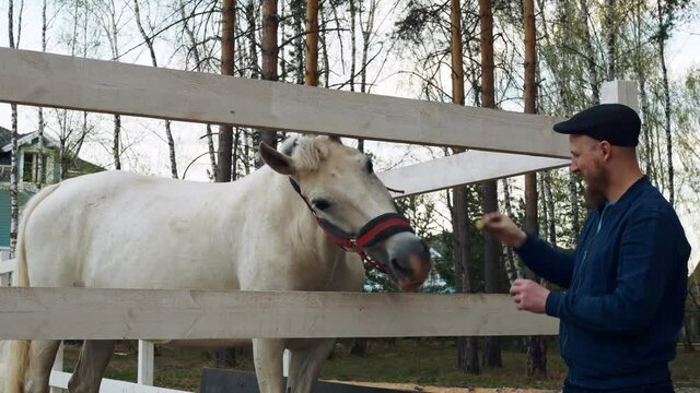 A graceful, slender white horse with a bridle on its head is fed with dry hay by a man with great pleasure. The horse readily accepts food. Animal life on the farm.