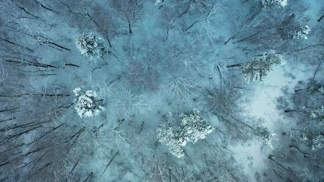 Flying over the winter snow forest on a drone. A beautiful view from above in a snow storm in the Russian forest.