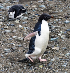 Fototapeta premium Adelie Penguin and Chinstrap Penguin in Frei Station South Shetland Islands Antarctica