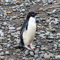 Obraz premium Adelie Penguin in Frei Station South Shetland Islands Antarctica