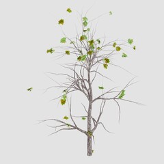 Tree 3d rendering. Tree picture.