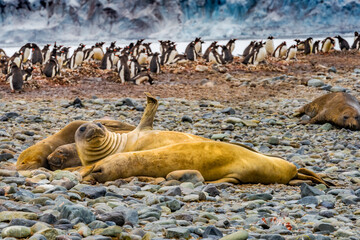 Southern elephant seals and Gentoo Penguin rookery Yankee Harbor Greenwich Island Antarctica.