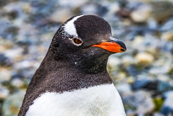 Naklejka premium Gentoo Penguin Yankee Harbor Greenwich Island Antarctica.