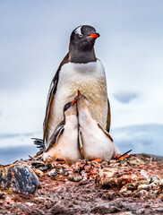 Gentoo Penguin family and chicks Yankee Harbor Greenwich Island Antarctica.