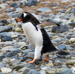 Gentoo Penguin running Yankee Harbor Greenwich Island Antarctica.