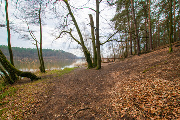 Fototapeta premium path in the woods (Brandenburg, Germany)