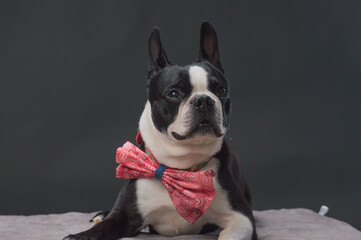 Small dog with large bow tie