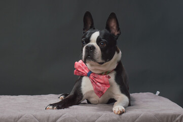 Small dog with large bow tie