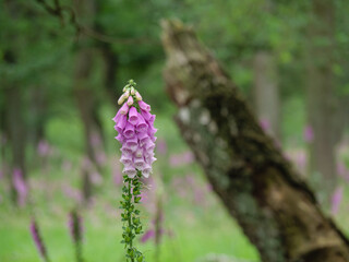 Wald in Diersfordt am Niederrhein