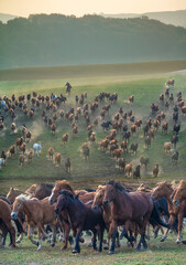 Asia China. Mongolian horseman herding horses.